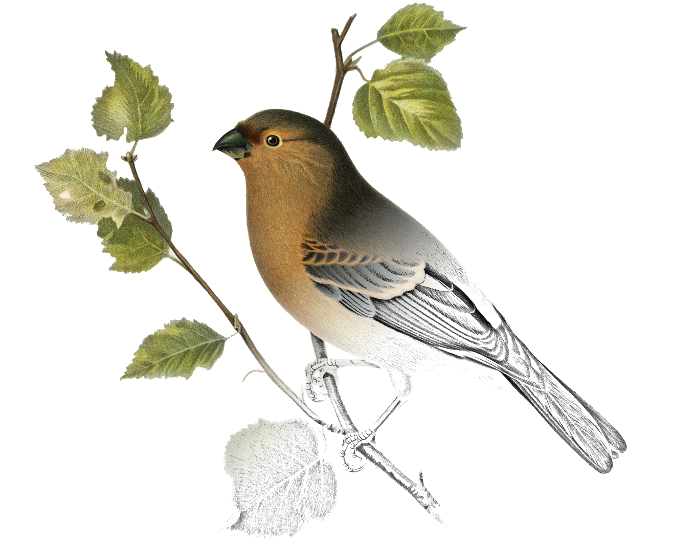 Bird illustration