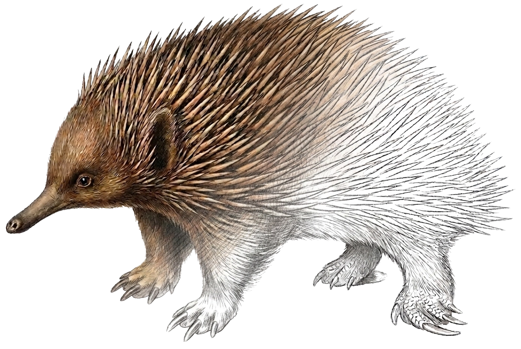 Echidna illustration